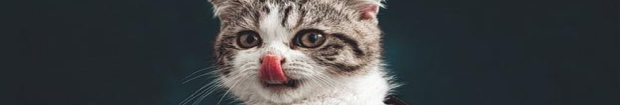 Dlaczego mokra karma jest tak ważna w żywieniu kota?